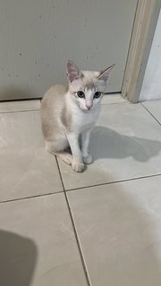 Ya Ya 丫丫 - Domestic Short Hair Cat