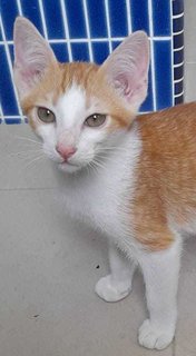Kitten Pomegranite  - Domestic Short Hair Cat