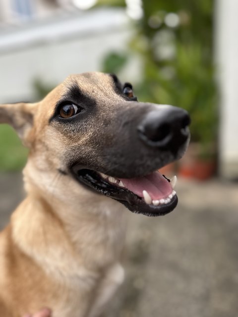 Whisky - Mixed Breed Dog
