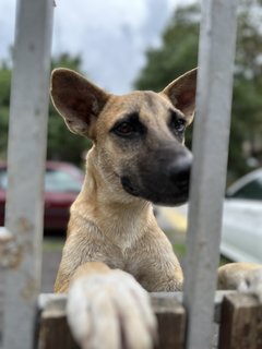 Whisky - Mixed Breed Dog