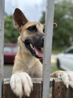 Whisky - Mixed Breed Dog