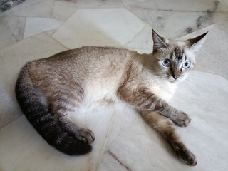 Lola, Kopi  &amp; Tam - Siamese Cat