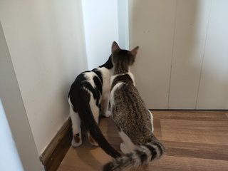 Rebel And Samseng - Domestic Short Hair Cat