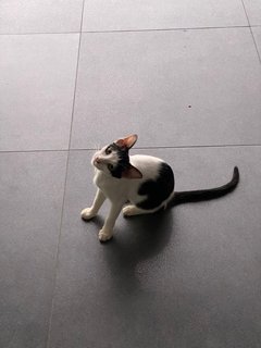 Baby Nget - Domestic Short Hair Cat