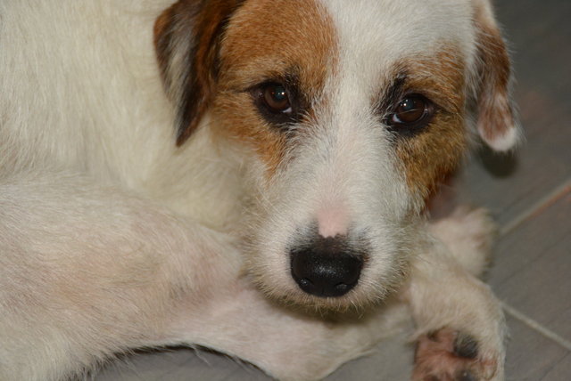 Rex@rexie(Parson Russell Terrier ) - Jack Russell Terrier (Parson Russell Terrier) Dog