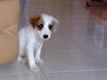 Rex@rexie(Parson Russell Terrier ) - Jack Russell Terrier (Parson Russell Terrier) Dog