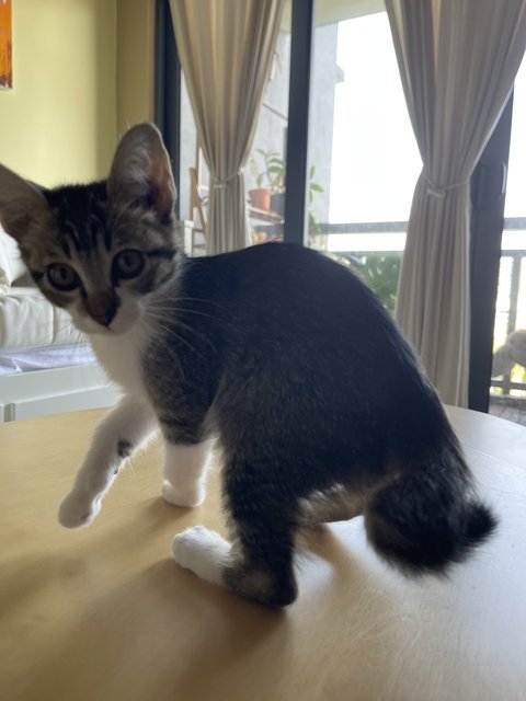 Anya - Domestic Short Hair Cat