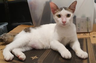 Hailey - Domestic Short Hair Cat