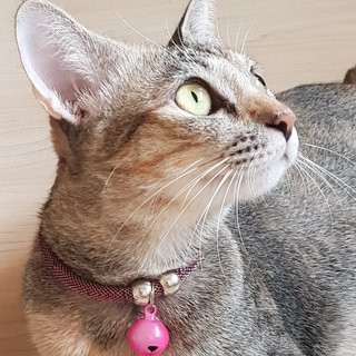 Diva Pudding &amp; Manja Nutmeg - Tabby + Domestic Short Hair Cat
