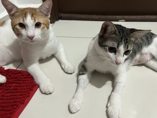 Gege &amp; Meimei - Domestic Short Hair Cat