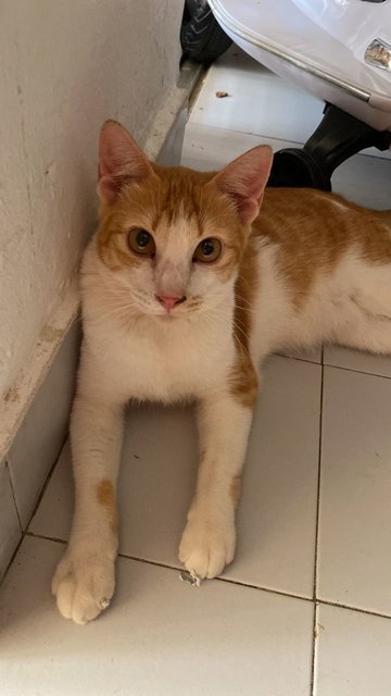 Jammy/oyen - Domestic Short Hair Cat