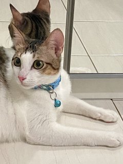 Yuumi - Domestic Short Hair Cat