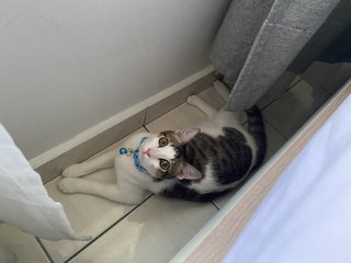 Yuumi - Domestic Short Hair Cat