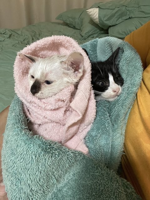 Two Kittens - Domestic Medium Hair Cat