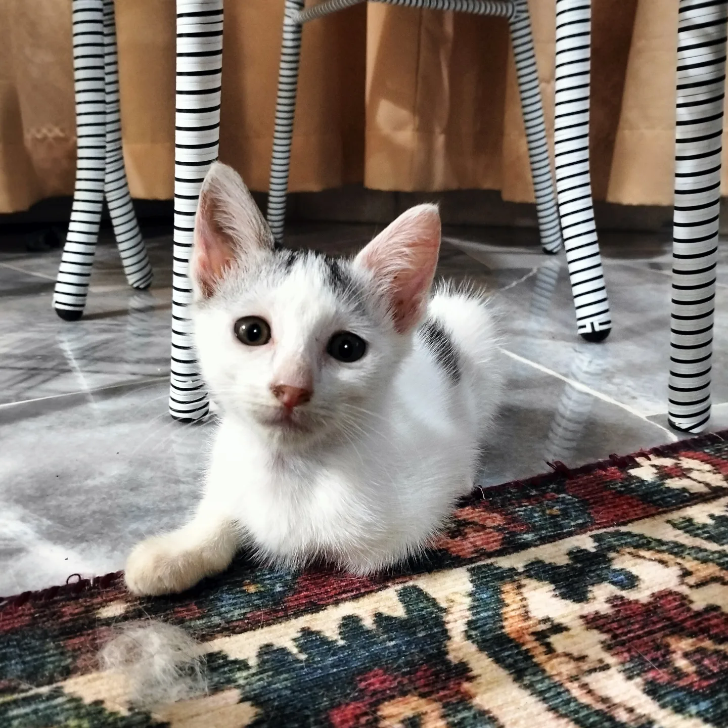 Skye And Roe - Domestic Short Hair Cat