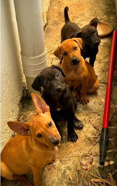 PF123147 - Mixed Breed Dog