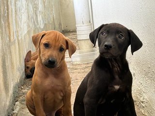 PF123147 - Mixed Breed Dog