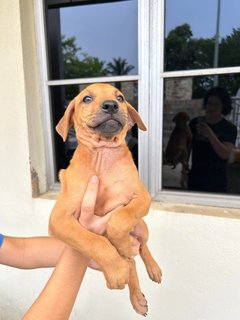 PF123147 - Mixed Breed Dog