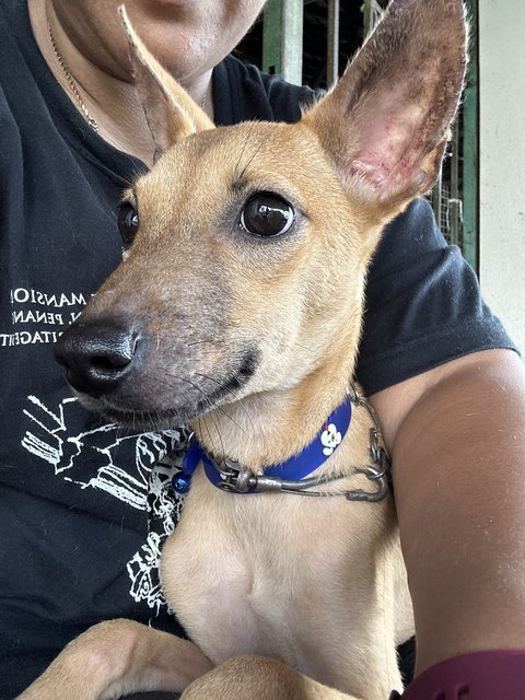 Joey - Mixed Breed Dog