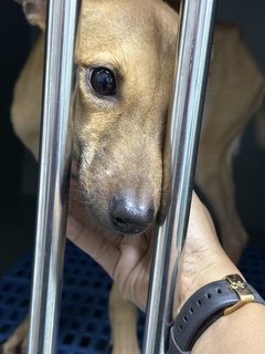 Joey - Mixed Breed Dog