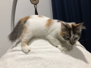 Lily - Calico Cat