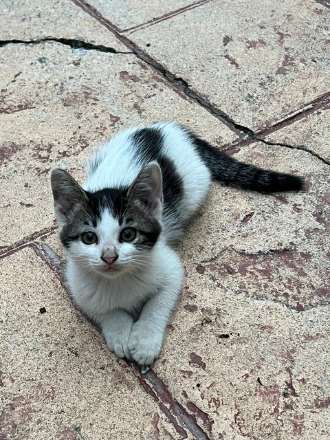 Ducky, Cow &amp; Beef - Domestic Medium Hair Cat