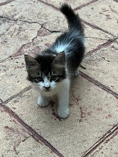 Ducky, Cow &amp; Beef - Domestic Medium Hair Cat