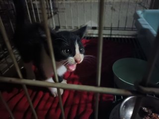 Bandit Cat - Domestic Medium Hair Cat