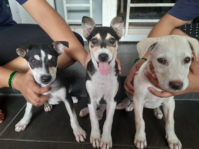 Unknown - Mixed Breed Dog