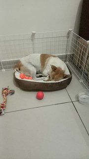 Frankie (K) - Corgi Mix Dog