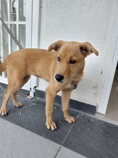 PF123252 - Mixed Breed Dog