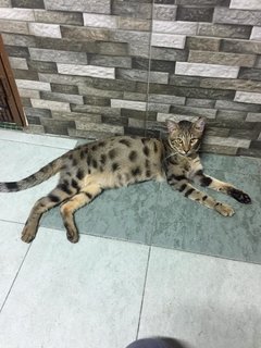 Udin - Bengal + Domestic Medium Hair Cat