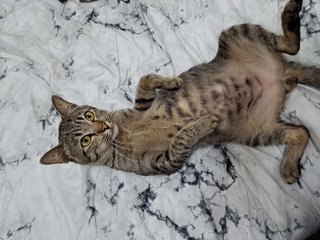 Diego - Tabby Cat