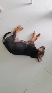 Hero - Mixed Breed Dog