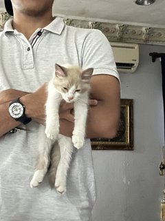 Tata - Domestic Medium Hair + Maine Coon Cat