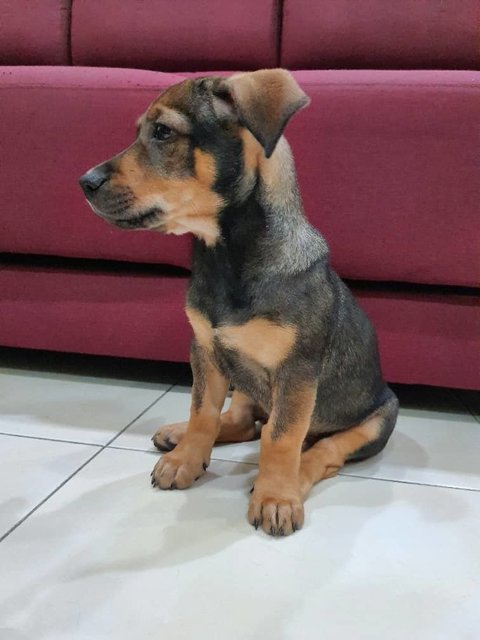 Simba - Mixed Breed Dog