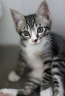 Obi - Tabby + Domestic Short Hair Cat
