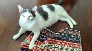 Cheeky - Domestic Short Hair Cat
