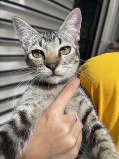 Gray - Domestic Short Hair Cat