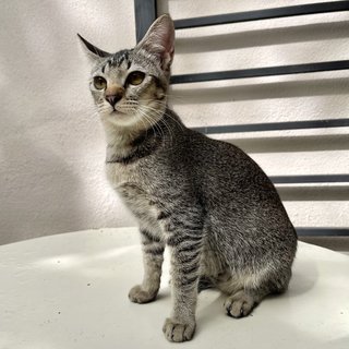 Gray - Domestic Short Hair Cat