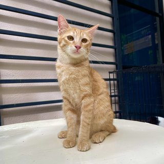 Ginger - Domestic Short Hair Cat
