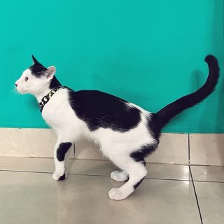 Patch - Domestic Short Hair Cat