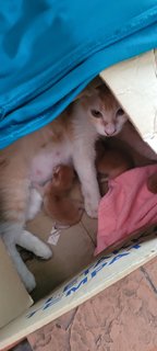 Ibu And Her 3 Kittens - Domestic Short Hair Cat