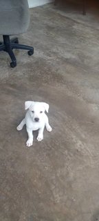 PF123468 - Mixed Breed Dog