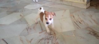 PF123468 - Mixed Breed Dog