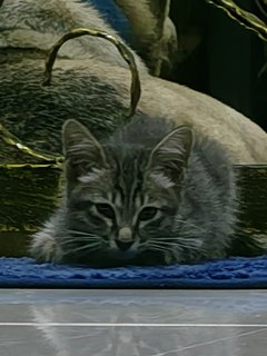 Catt - Domestic Medium Hair Cat