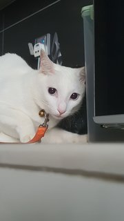 Bella - Domestic Short Hair Cat