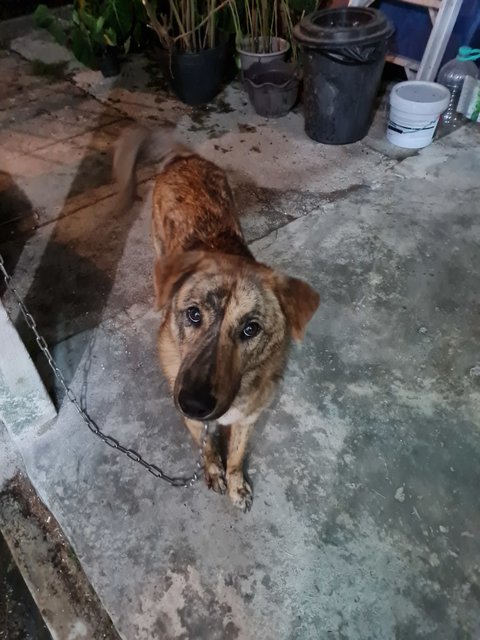 Z - Mixed Breed Dog
