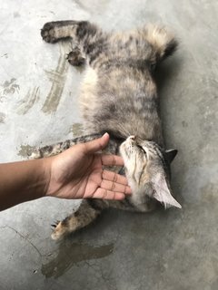 Ketot - Domestic Long Hair Cat