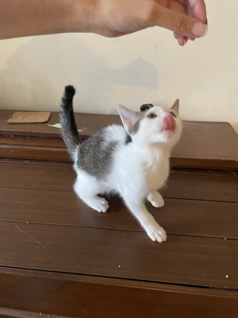 Gigi The Rumbling Machine - Domestic Short Hair Cat